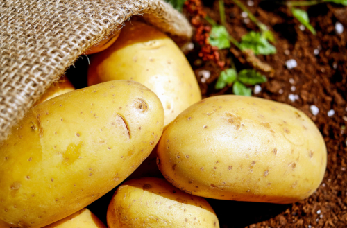 Kartoffeln pflanzen im Kartoffelturm: So geht's